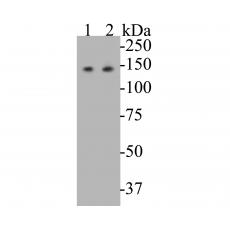 Anti-USP28 antibody [A1F9]