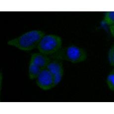 Anti-SV2B antibody [A4C1]