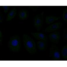 Anti-ERp72 antibody [10-F2]