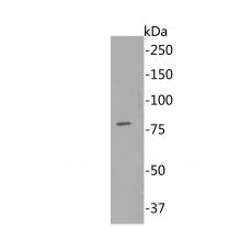 Anti-RAP80 antibody [A1B11]