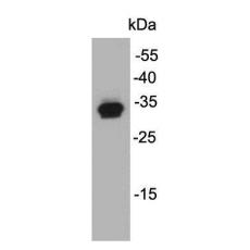 Anti-PCNA antibody [4-E11]