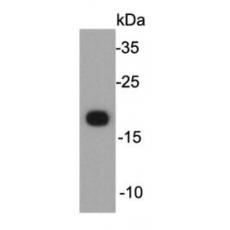 Anti-CLDN7 antibody [6-G3]