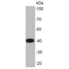 Anti-ERK1 antibody [7-D6-E5]