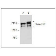 Anti-Fibronectin antibody [3G4]