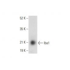 Anti-Iba1 antibody