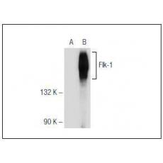 Anti-KDR / VEGFR-2 antibody [1G1]