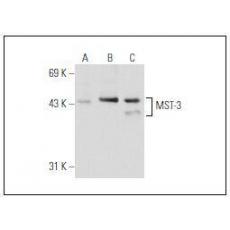 Anti-Mst3 antibody [1G8]