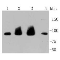 Anti-Hsp90 alpha antibody [A10-A5-D2]