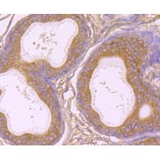 Anti-gamma tubulin antibody [10-A4]