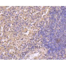 Anti-Cyclin A2 antibody [N0-E3]