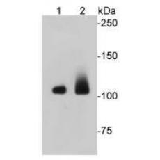Anti-Eftud2 antibody [1-D10-A1]