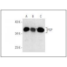 Anti-PGP antibody [4G2]