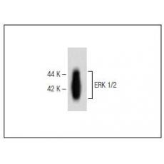 Anti-Erk1/2 antibody [2G1]