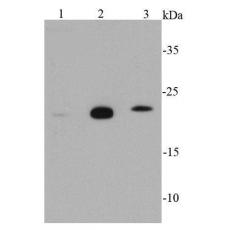 Anti-Glutathione Peroxidase 1 antibody [C5-F6]