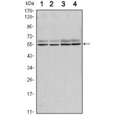 Anti-SMAD6 antibody [H6-H3]