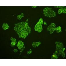 Anti-E-cadherin antibody [3-F9]