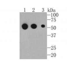 Mouse anti Rabbit IgG heavy chain(Fc)-HRP antibody [A6-B8]