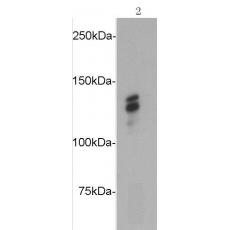 Anti-N-Cadherin antibody [A10-4]
