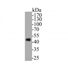 Anti-TRIM72 antibody [A1D4]