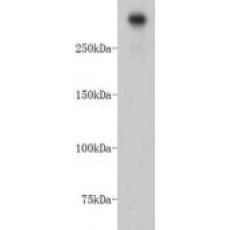 Anti-DNA-PKcs/PRKDC antibody [2-B3]