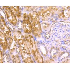 Mouse anti goat IgG lighty chain-HRP antibody [B8-C4]