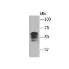 Anti-Protein FAM38A antibody [2-10]