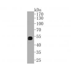 Anti-UBA3 antibody [1B6-6-5]