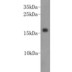Anti-ID2 antibody [A4-D4]