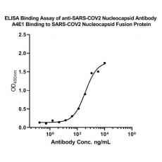 Anti-SARS-CoV-2 Nucleocapsid Protein antibody [A4E1]