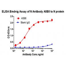 Anti-SARS-CoV-2 Nucleocapsid protein antibody [A5B8]