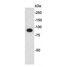 Anti-Myc-Tag HRP conjugated antibody [A3-B4]