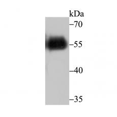 Anti-V5-tag antibody [A10-D0-A1]