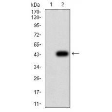 Anti-AQP2 antibody [7H8B5]