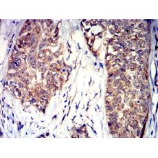 Anti-CD100 antibody [5H6E3]