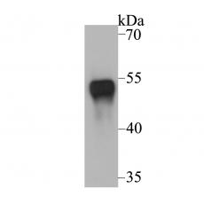 Anti-p53 antibody [6B5]