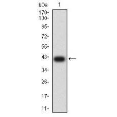Anti-CD66A antibody [7B9G3]