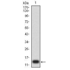 Anti-CD203C antibody [4C1H2]