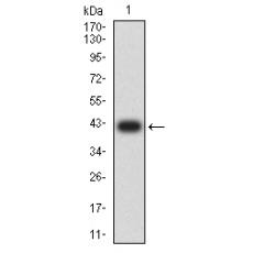 Anti-LRP3 antibody [7B3A5E9]