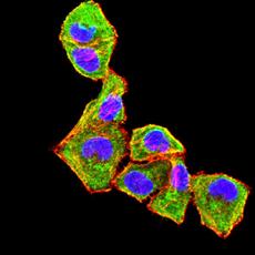 Anti-CD182 antibody [5F7A11]