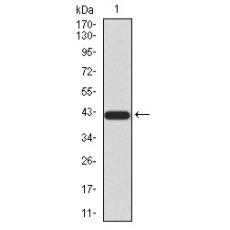 Anti-SIRT3 antibody [2A-1B]