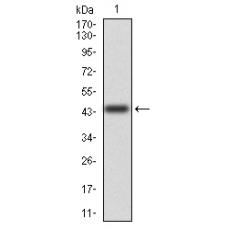 Anti-CD6 antibody [12-D1]