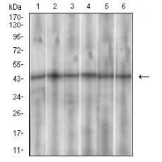 Anti-SSTR3 antibody [5H-8E]