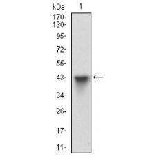 Anti-HSF1 antibody [4D-5F]