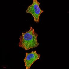 Anti-IRAK3 antibody [G2-G9]