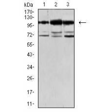 Anti-CDH11 antibody [A6-C12]