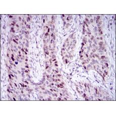 Anti-HDAC10 antibody [8B-6B]