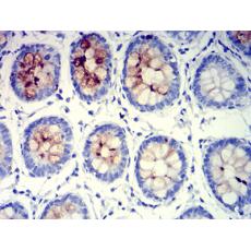 Anti-MUC5B antibody [7F5A1]