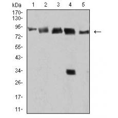 Anti-DDX1 antibody [B2-E5]