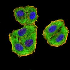 Anti-EIF5 antibody [H6-D11]