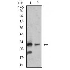 Anti-BAFF antibody [A2-C3]